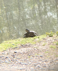 Schmuckschildkröte am Paffrather Teich beim Sonnen
